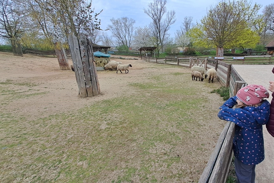 IMG-20260413-WA0011
